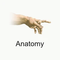 Anatomy